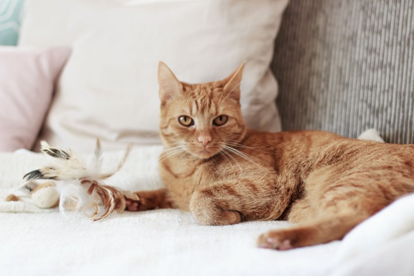 Kleidermaedchen-das-blog-fuer-mode-beaut-lifestyle-meine-5-tipps-fuer-mehr-katzensicherheit-in-der-Wohnung-jessika-weisse-erfurt-katzen-kaufen-katzen-baby-katze-frisst-nicht