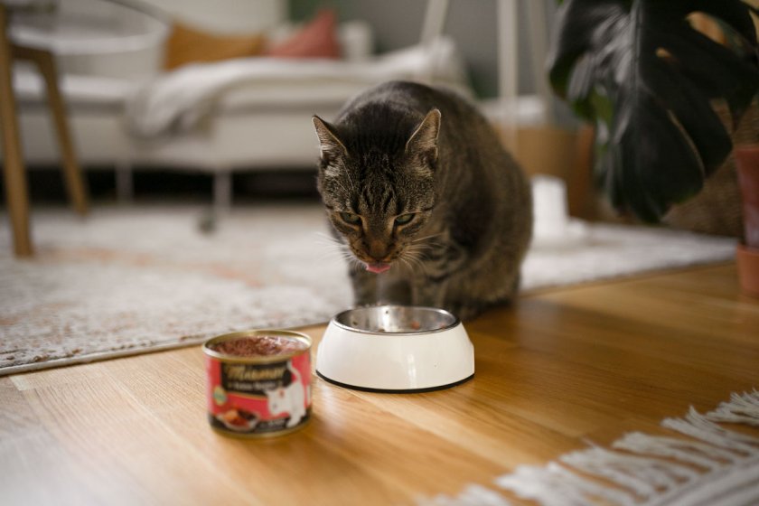 Auf dem Katzenblog testen Lillie und Lenny die sieben Sorten von Miamor Feine Beute. Mehr zum Katzenfutter-Test auf dem Lifestyleblog. | www.kleidermaedchen.de