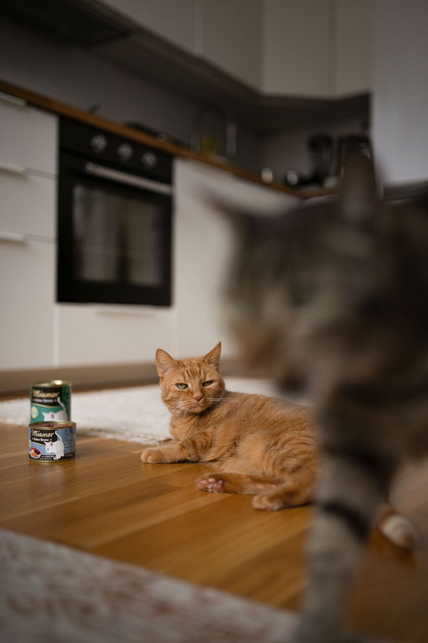 Auf dem Katzenblog testen Lillie und Lenny die sieben Sorten von Miamor Feine Beute. Mehr zum Katzenfutter-Test auf dem Lifestyleblog. | www.kleidermaedchen.de