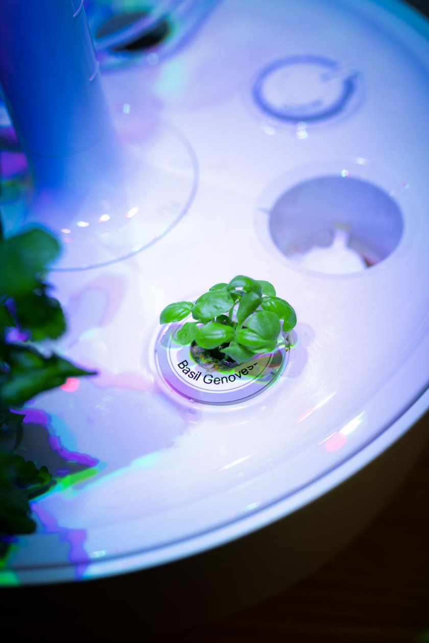 Mit Plantui Smart Garden 6 entsteht ein Indoorgarten der ganz besonderen Art. Erfahrungsbericht über Smart Garden 6 von Plantui. | www.kleidermaedchen.de