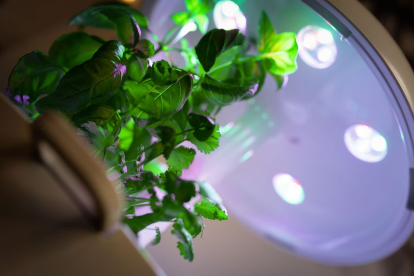 Mit Plantui Smart Garden 6 entsteht ein Indoorgarten der ganz besonderen Art. Erfahrungsbericht über Smart Garden 6 von Plantui. | www.kleidermaedchen.de